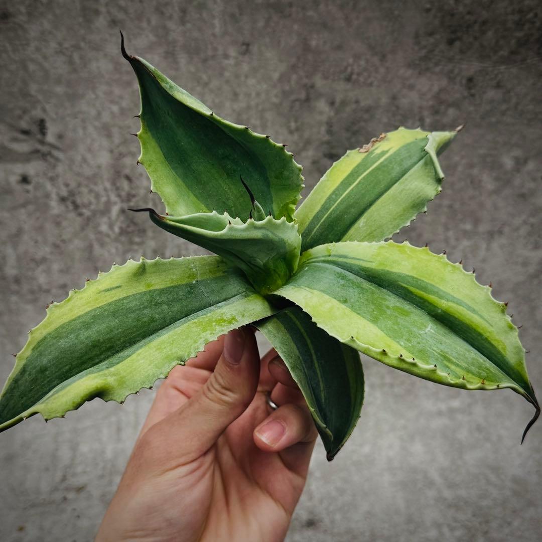 H*m様 多肉植物・アガベ・【特選】・オルカ・斑入り・SSS級美株・天芽・W24