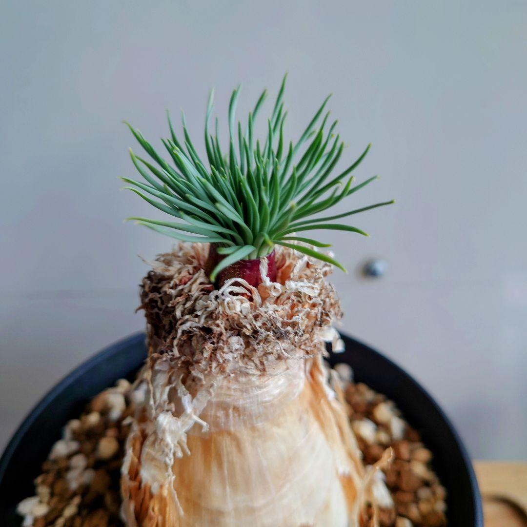 ゲチリスグランディフローラGethyllis grandiflora 極太良株 - メルカリ