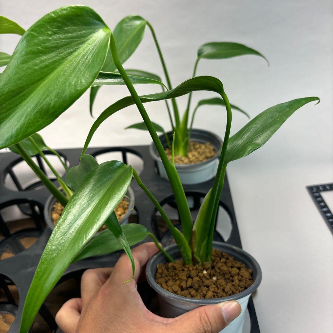 ぷ*慎様 5株セットL018モンステラ バールマルクスフレーム