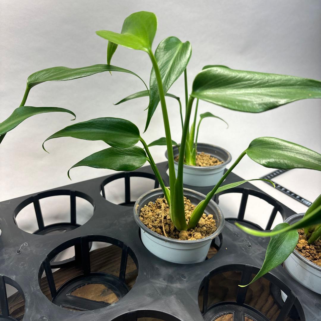 ぷ*慎様 5株セットL018モンステラ バールマルクスフレーム