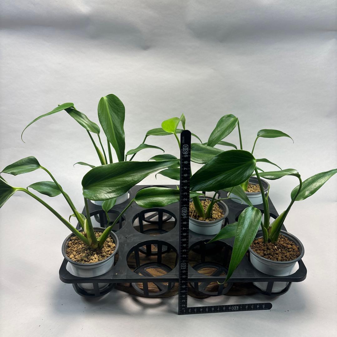 ぷ*慎様 5株セットL018モンステラ バールマルクスフレーム