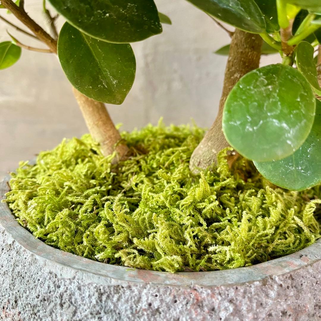 パンダガジュマル　天然苔　盆栽仕立て　陶器鉢　植え込み発送