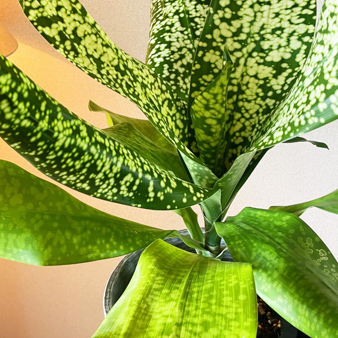 【希少！ほぼ流通なし 星屑のような斑点★】ドラセナ ドラセナ JTスターダスト