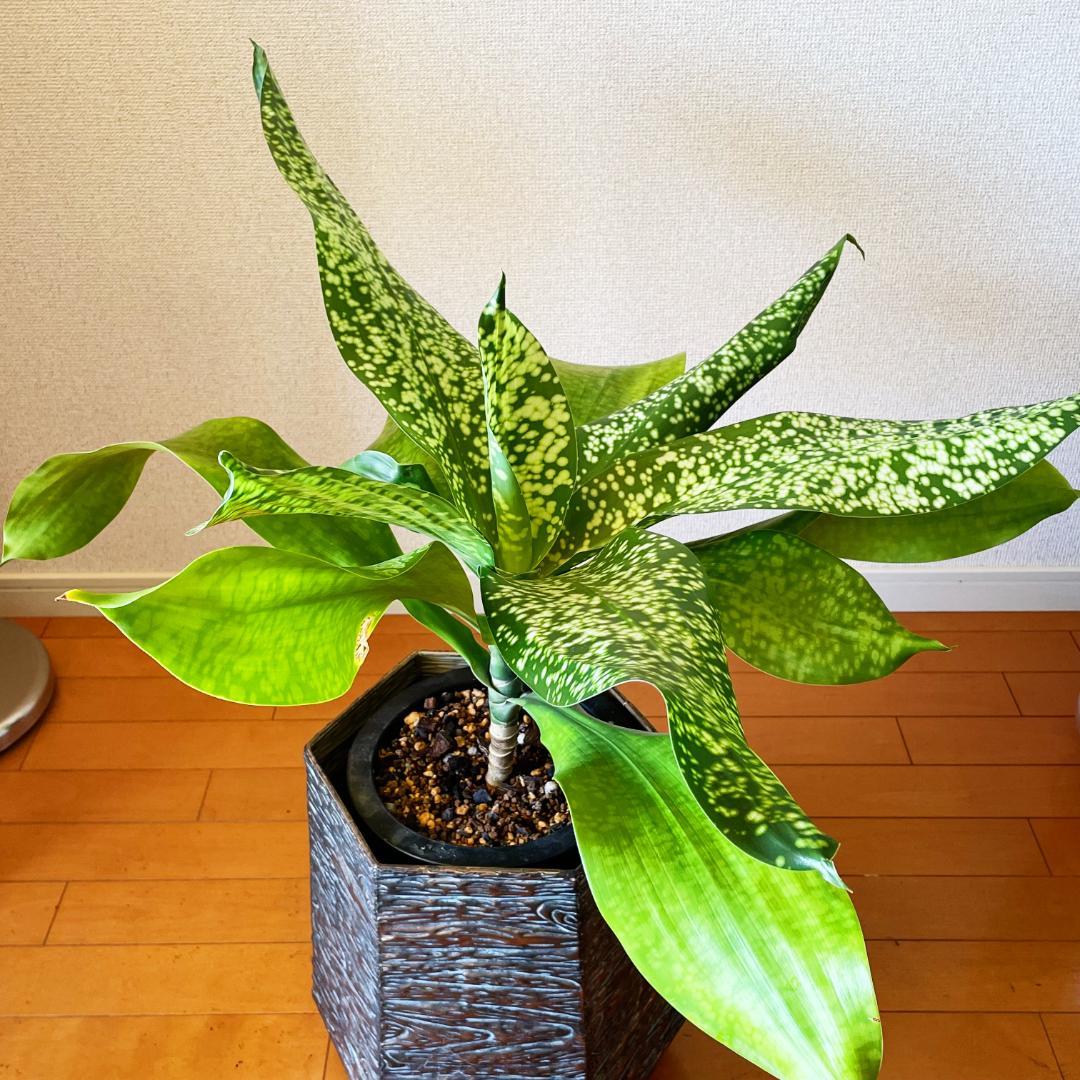 【希少！ほぼ流通なし 星屑のような斑点★】ドラセナ ドラセナ JTスターダスト