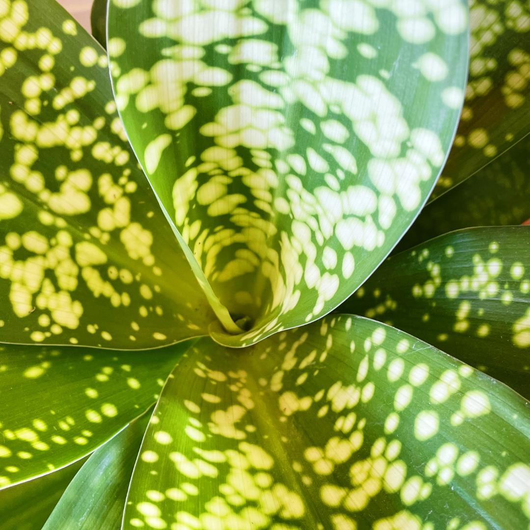 【希少！ほぼ流通なし 星屑のような斑点★】ドラセナ ドラセナ JTスターダスト