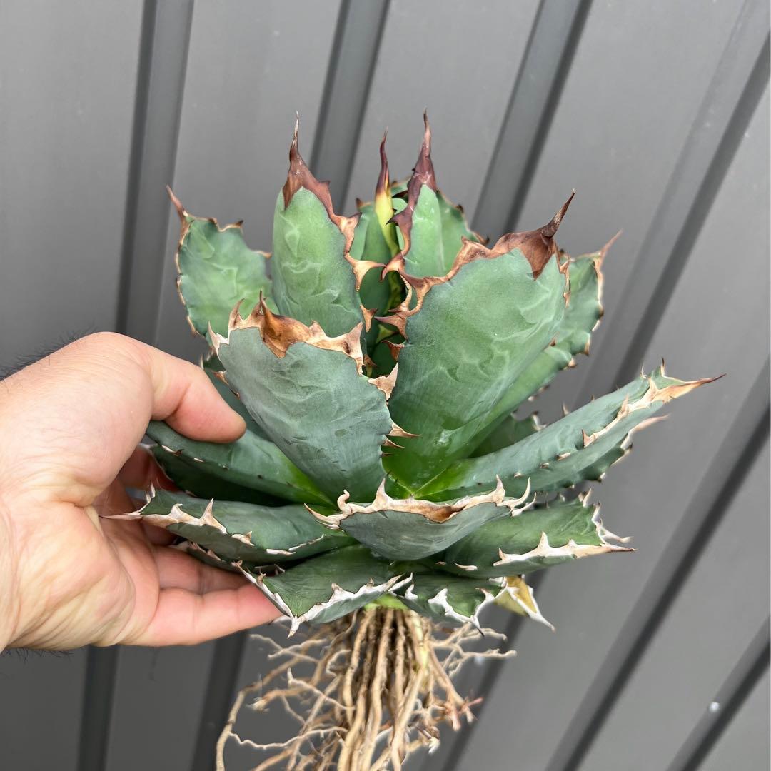 アガベ チタノタ 農大 大株 国産 - メルカリ