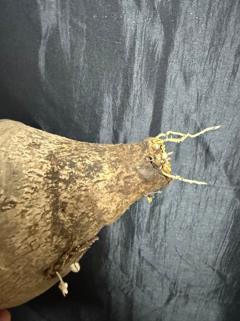 発根済 ユーフォルビア デシデュア