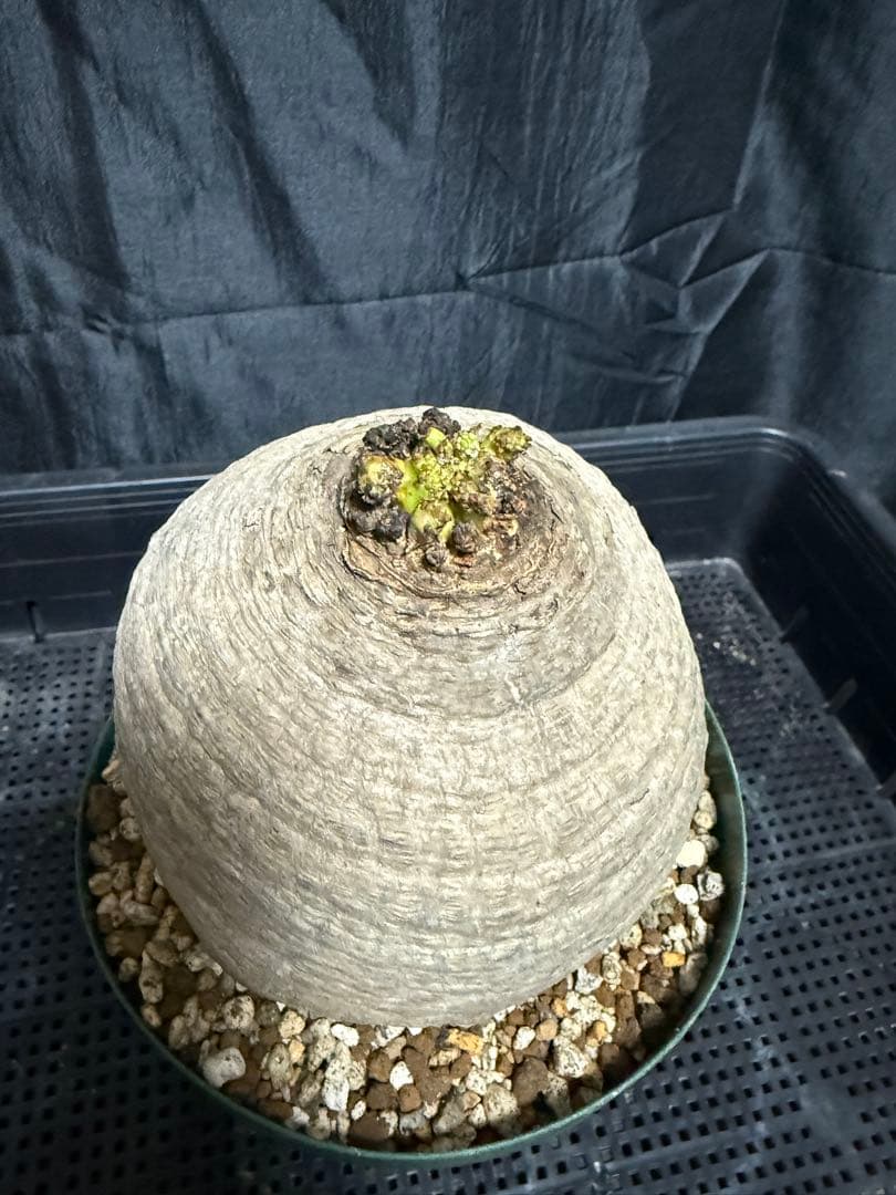 発根済 ユーフォルビア デシデュア