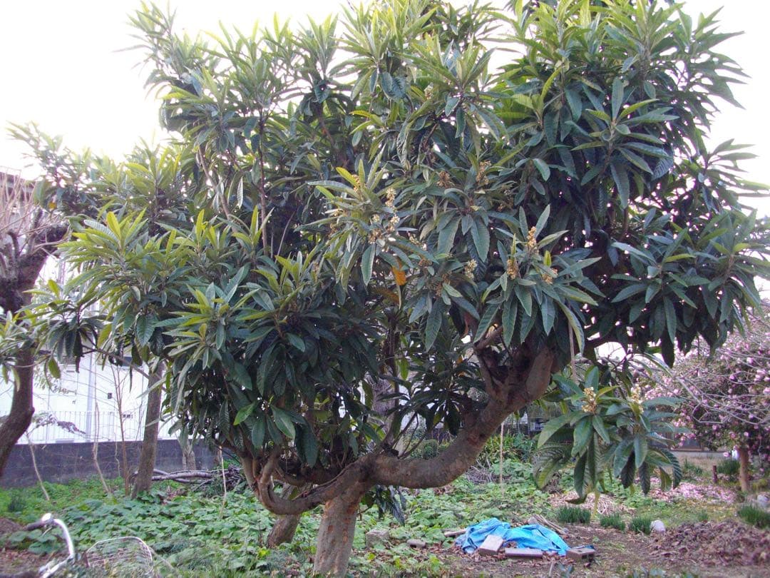 スマホ転送OK✨PENTAX Optio E80✨動作確認済 単三電池 可愛い❤️