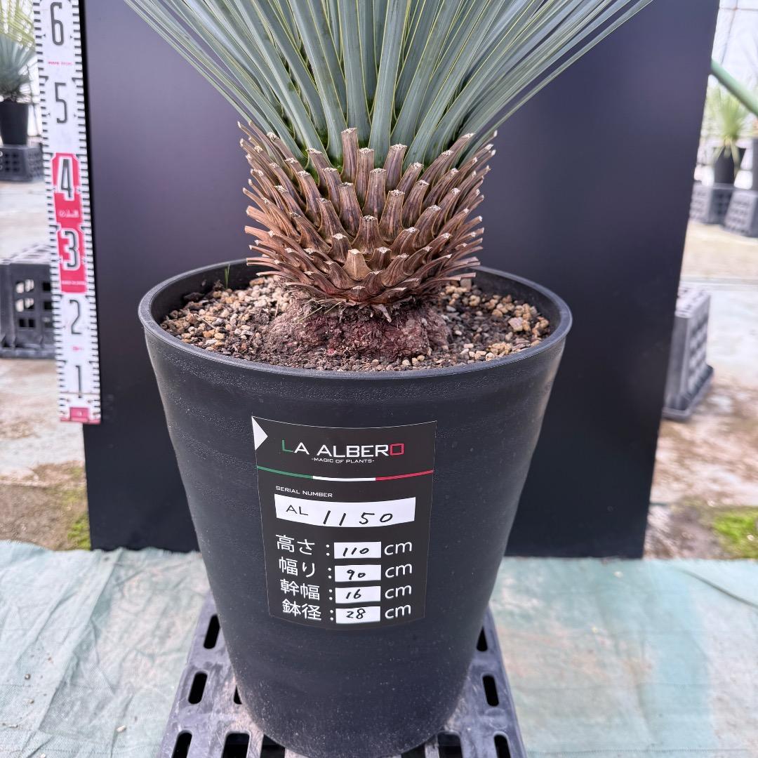 ザ*フ様 【AL1150】ユッカ　ロストラータ　ランチョブルー　数量限定