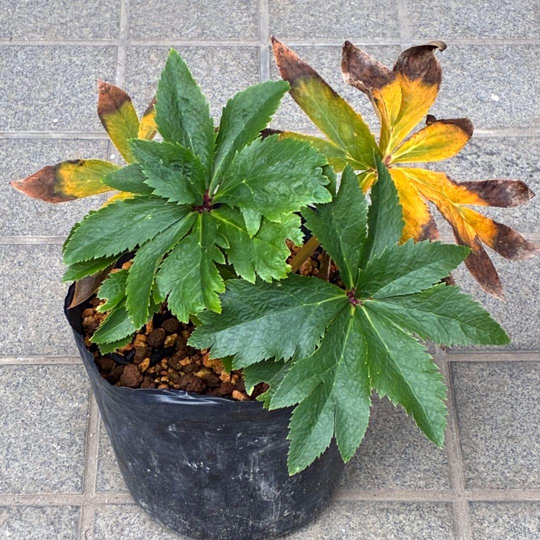 ヒ*イ様 ☘️ラスト2☘️6号☘️❤️ワサワサ元気株❤️3277⭐️大人ピンクオ