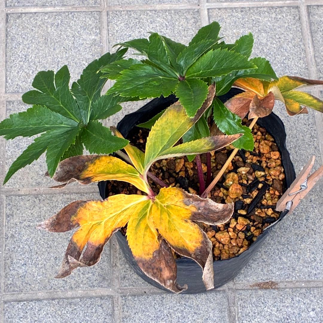 ヒ*イ様 ☘️ラスト2☘️6号☘️❤️ワサワサ元気株❤️3277⭐️大人ピンクオ