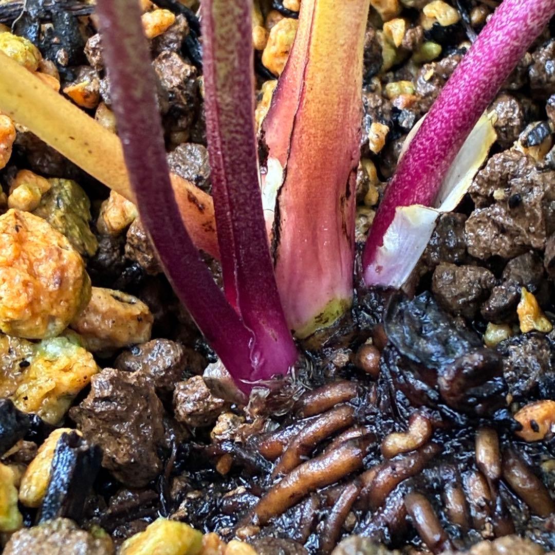 ヒ*イ様 ☘️ラスト2☘️6号☘️❤️ワサワサ元気株❤️3277⭐️大人ピンクオ