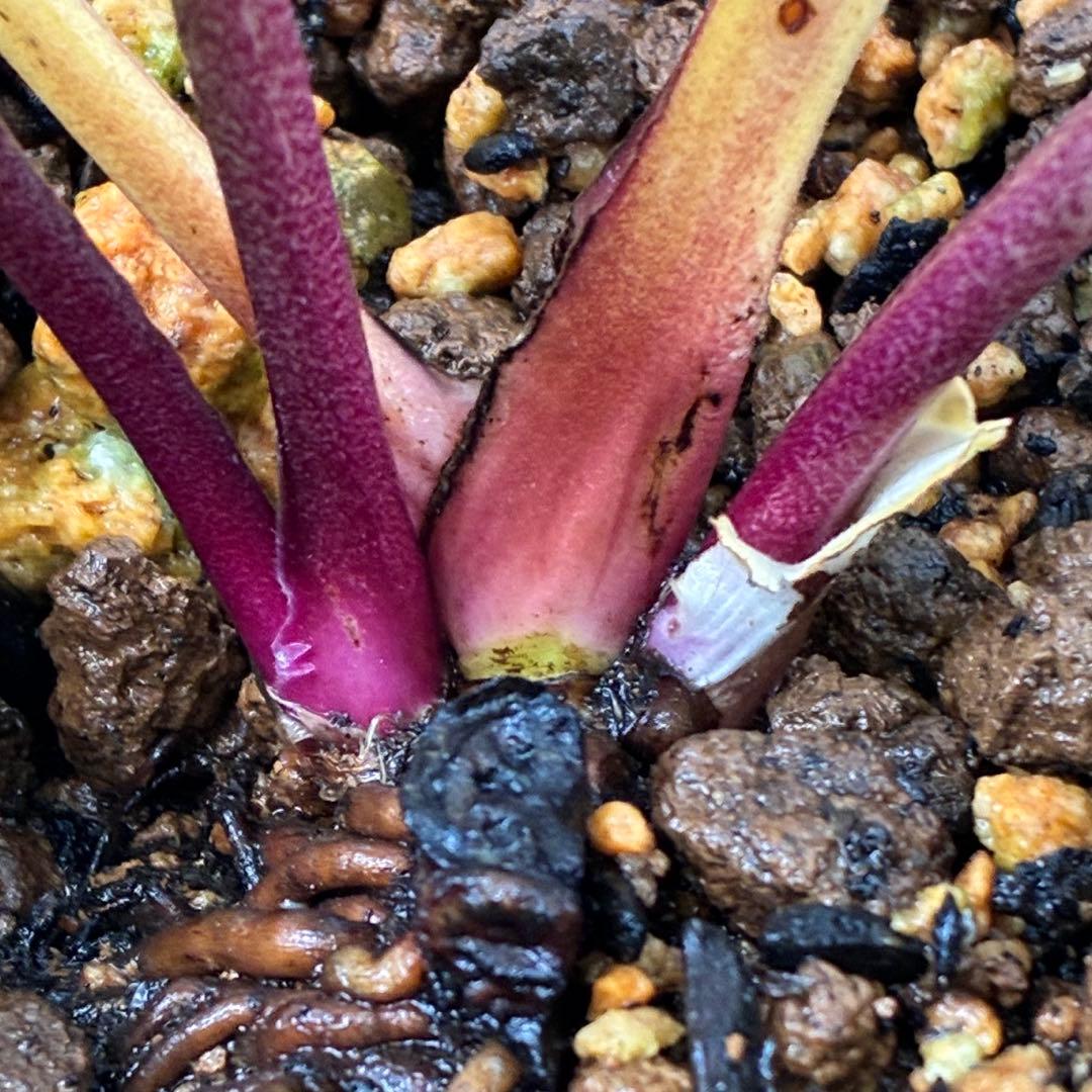 ヒ*イ様 ☘️ラスト2☘️6号☘️❤️ワサワサ元気株❤️3277⭐️大人ピンクオ