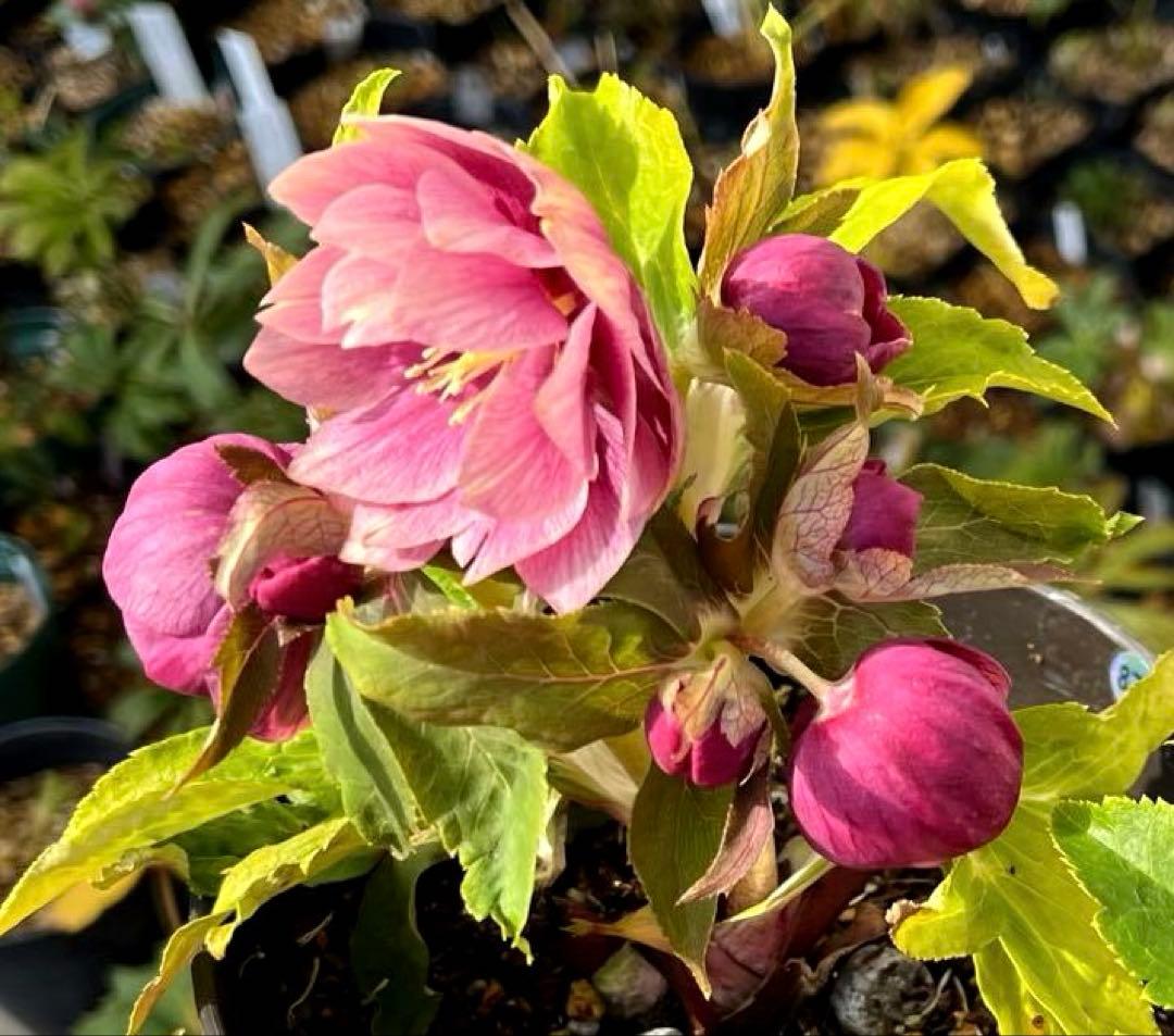 ヒ*イ様 ☘️ラスト2☘️6号☘️❤️ワサワサ元気株❤️3277⭐️大人ピンクオ