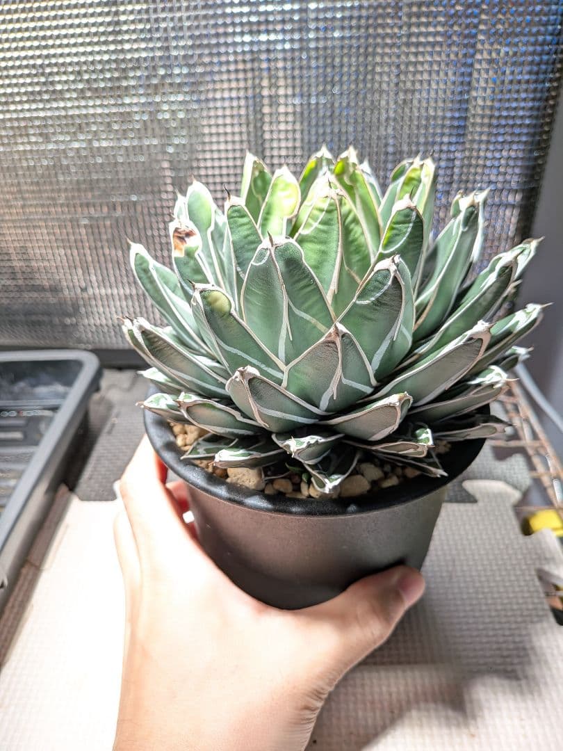 よ*ん様 アガベ　ダルマ笹の雪