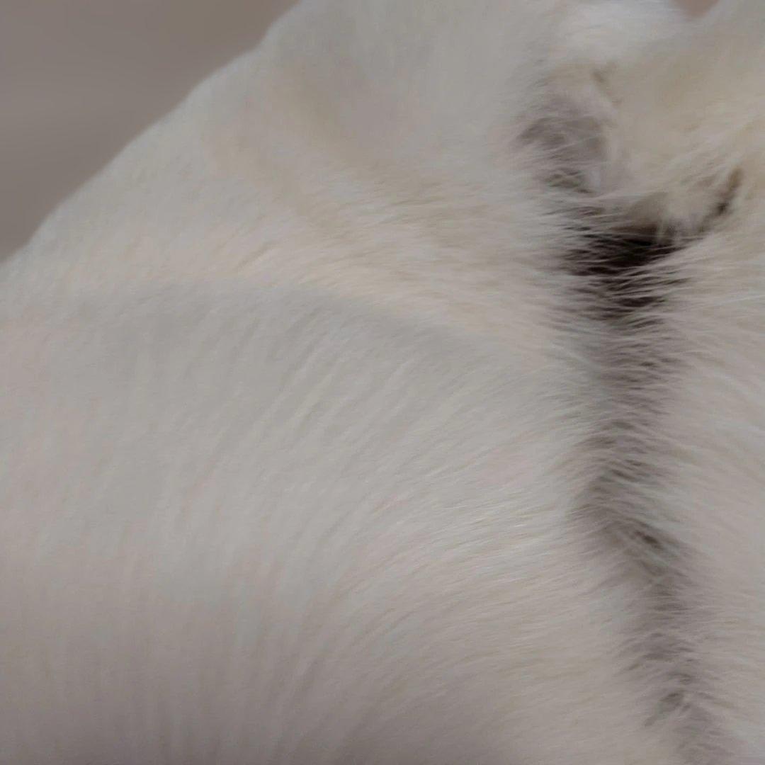 ＳＡＧＡ ＦＯＸ ファーショール　長さ約１１７㌢(毛足含む)　オフホワイト