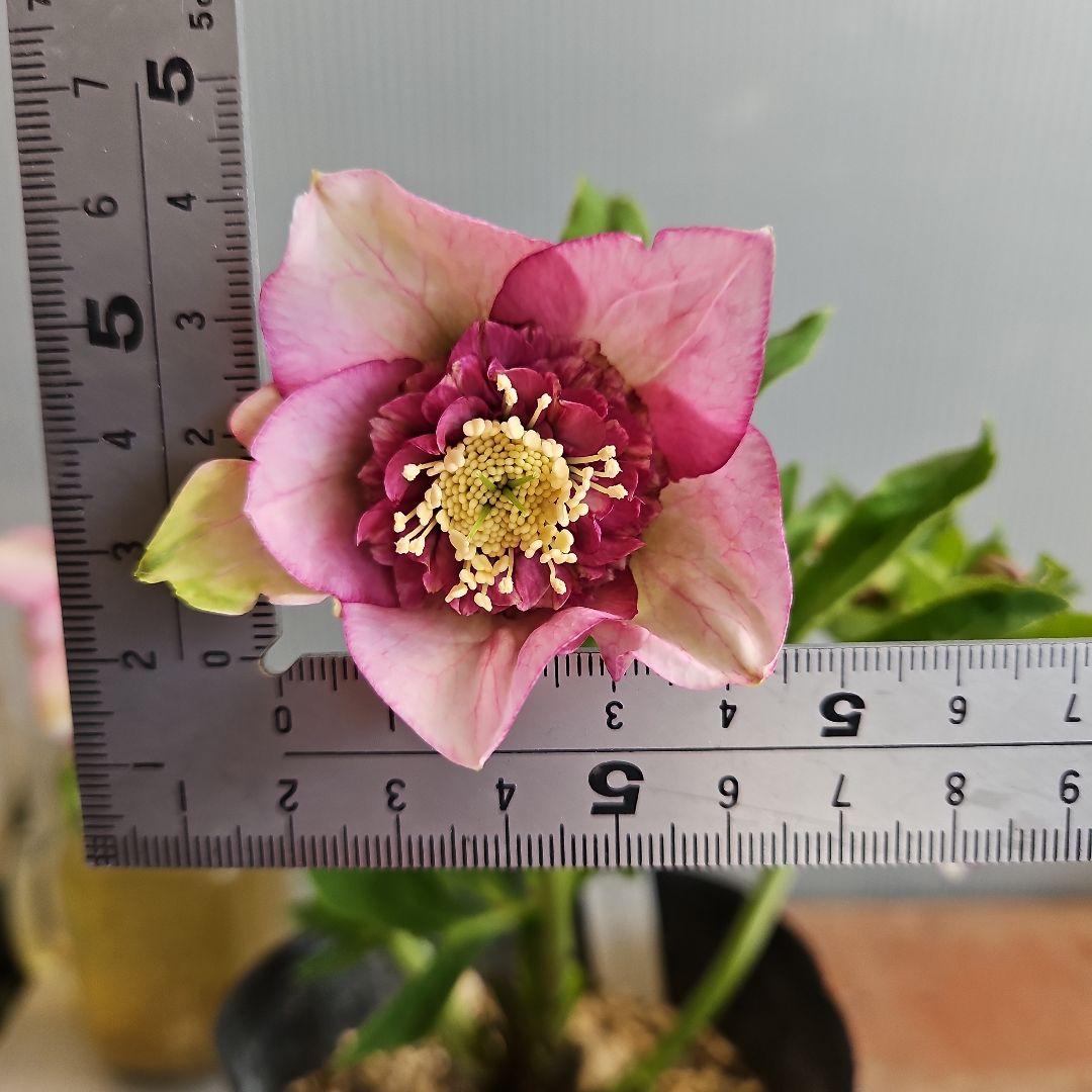 ㉖-209クリスマスローズ