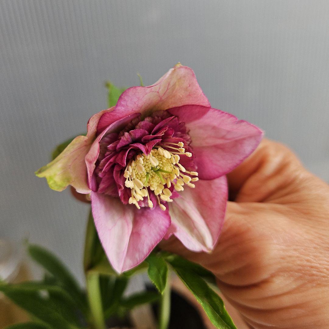 ㉖-209クリスマスローズ