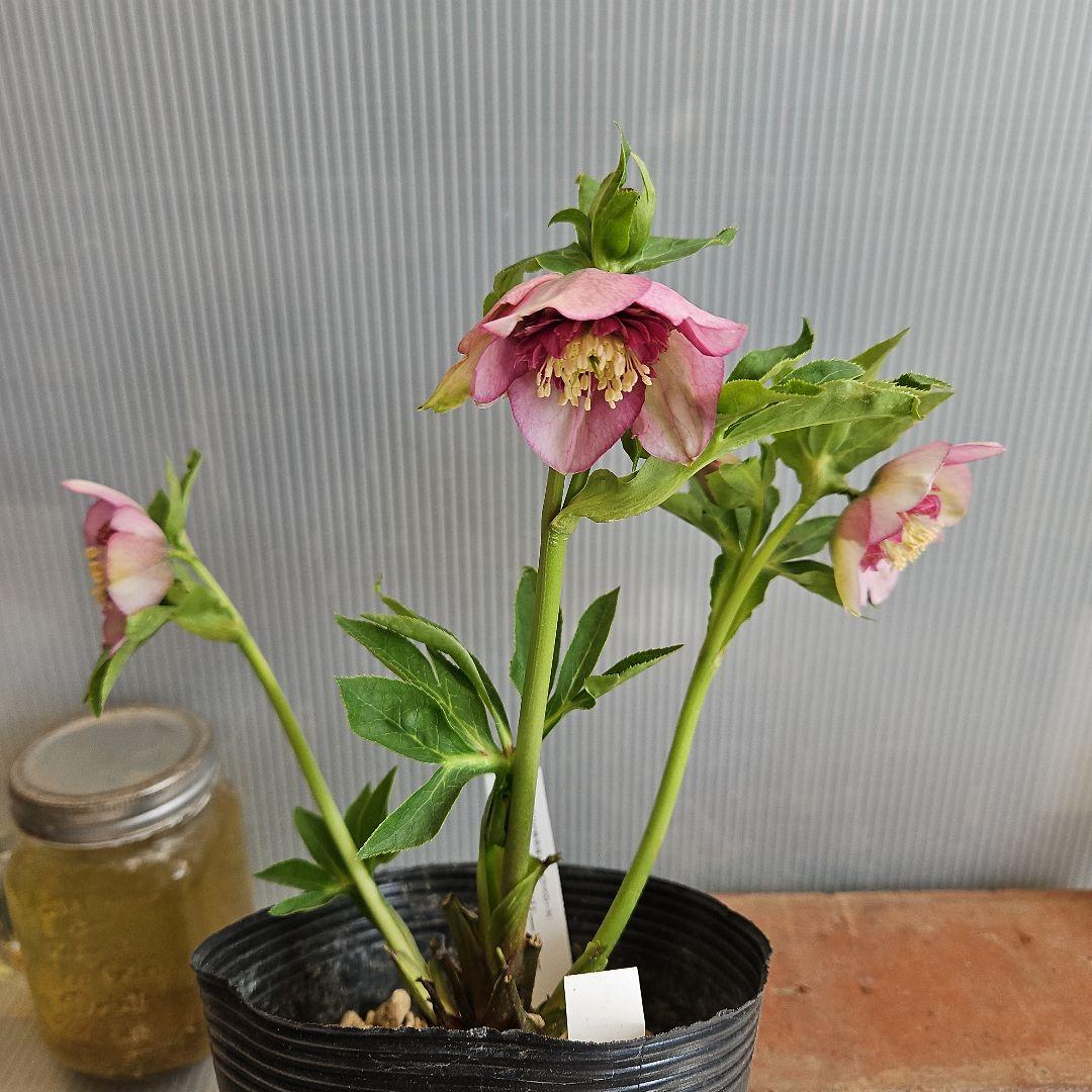 ㉖-209クリスマスローズ