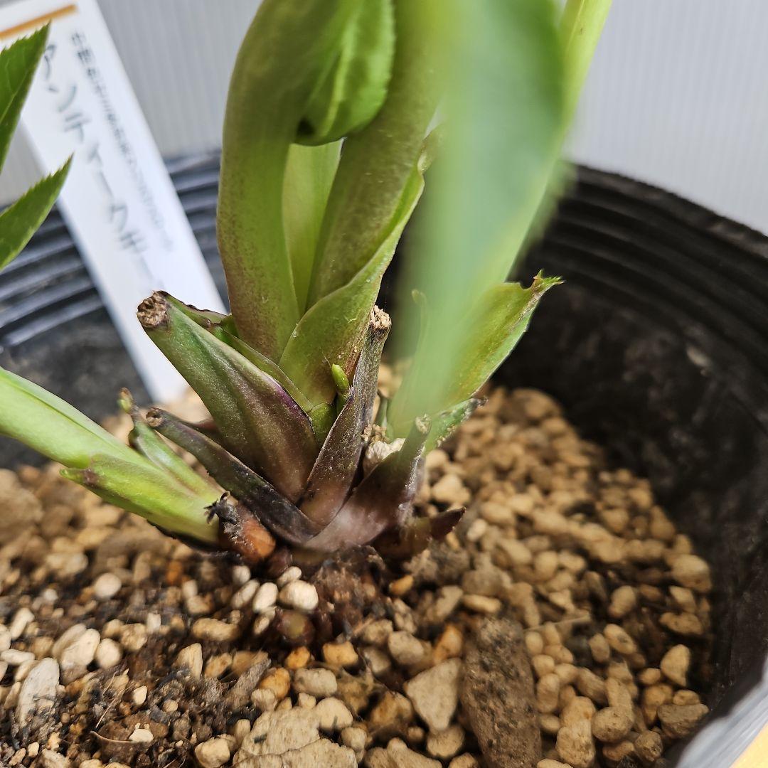 ㉖-209クリスマスローズ