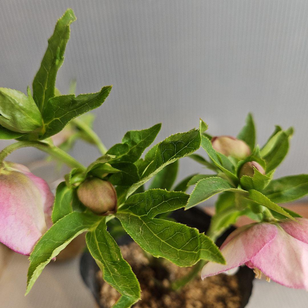 ㉖-209クリスマスローズ