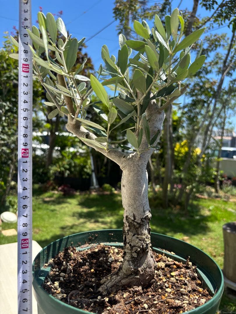 オリーブの木 ラキーノ 古木 植物 盆栽 インテリア
