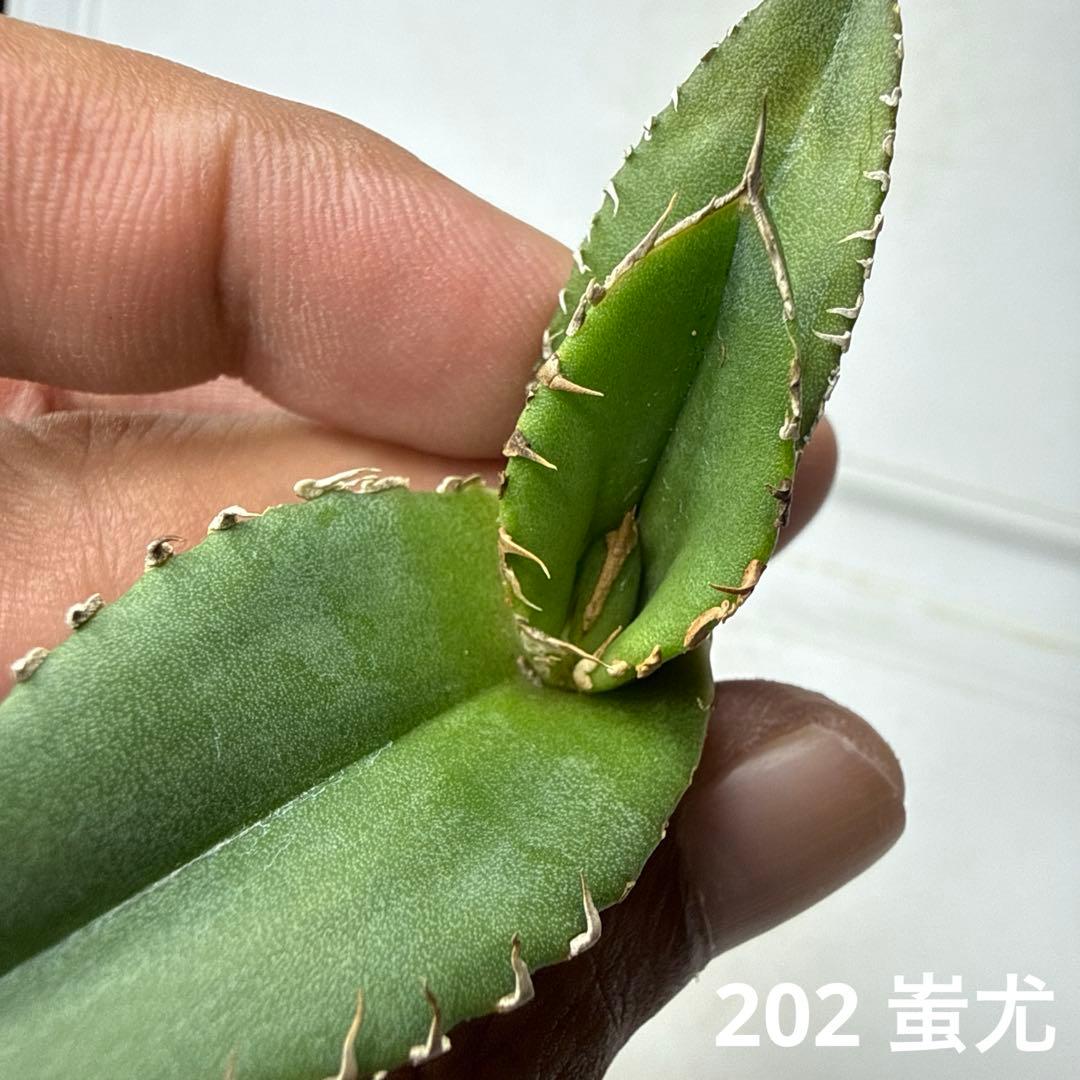 202 アガベ チタノタ 蚩尤 - メルカリ