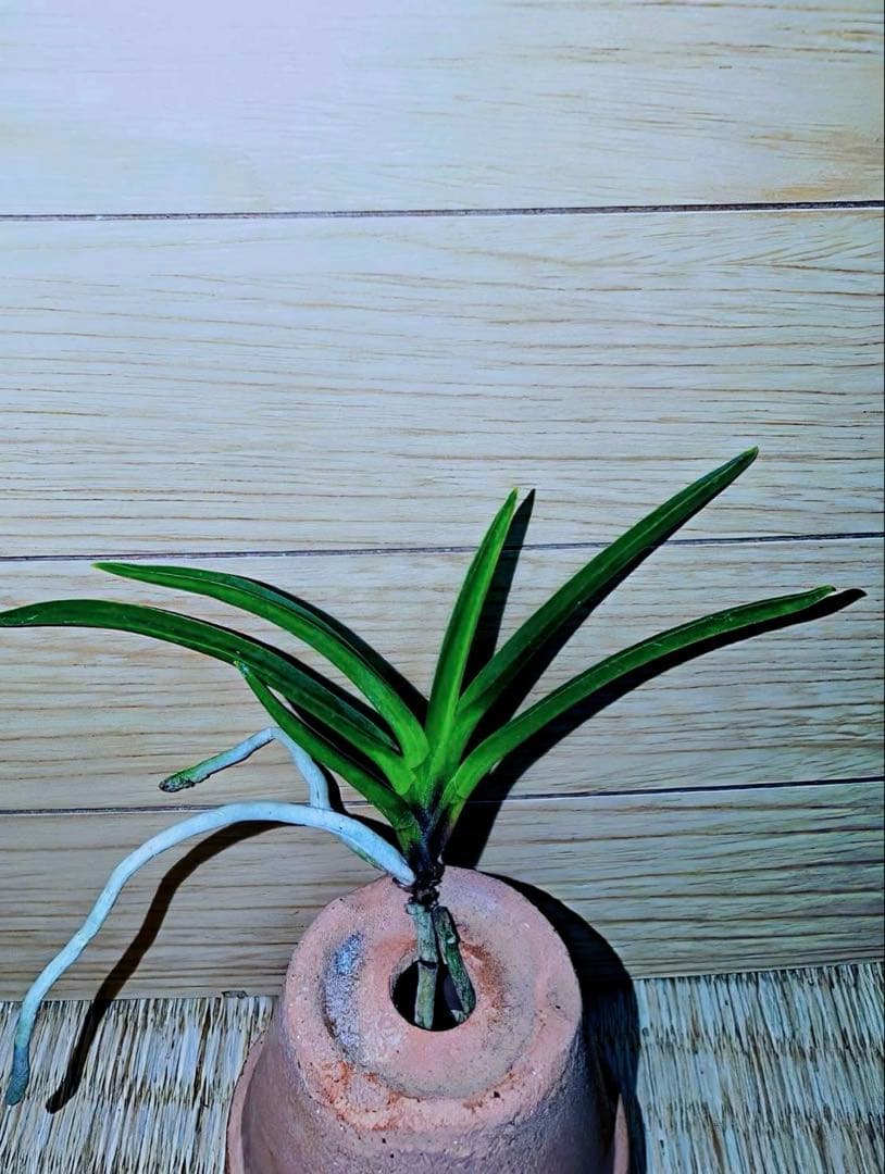 【迎春早い者勝ち商品】富貴蘭「黒金牡丹」天葉に縞有り