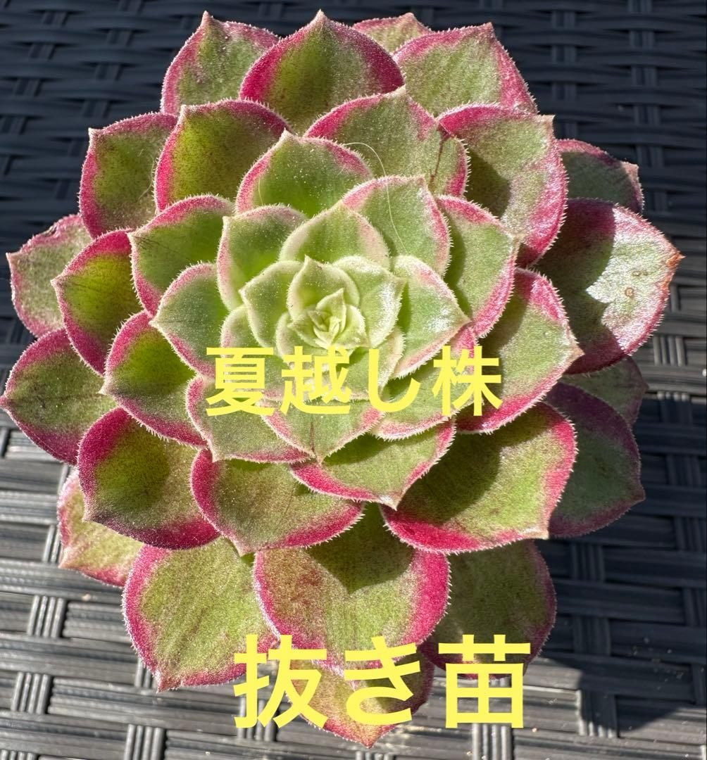 アエオニウム 蓮華座錦①⭐️お買い得 - メルカリ