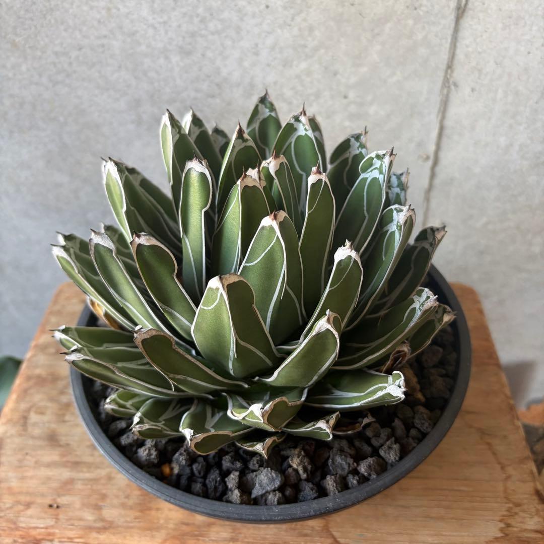 アガベ 児玉姫笹の雪 大株