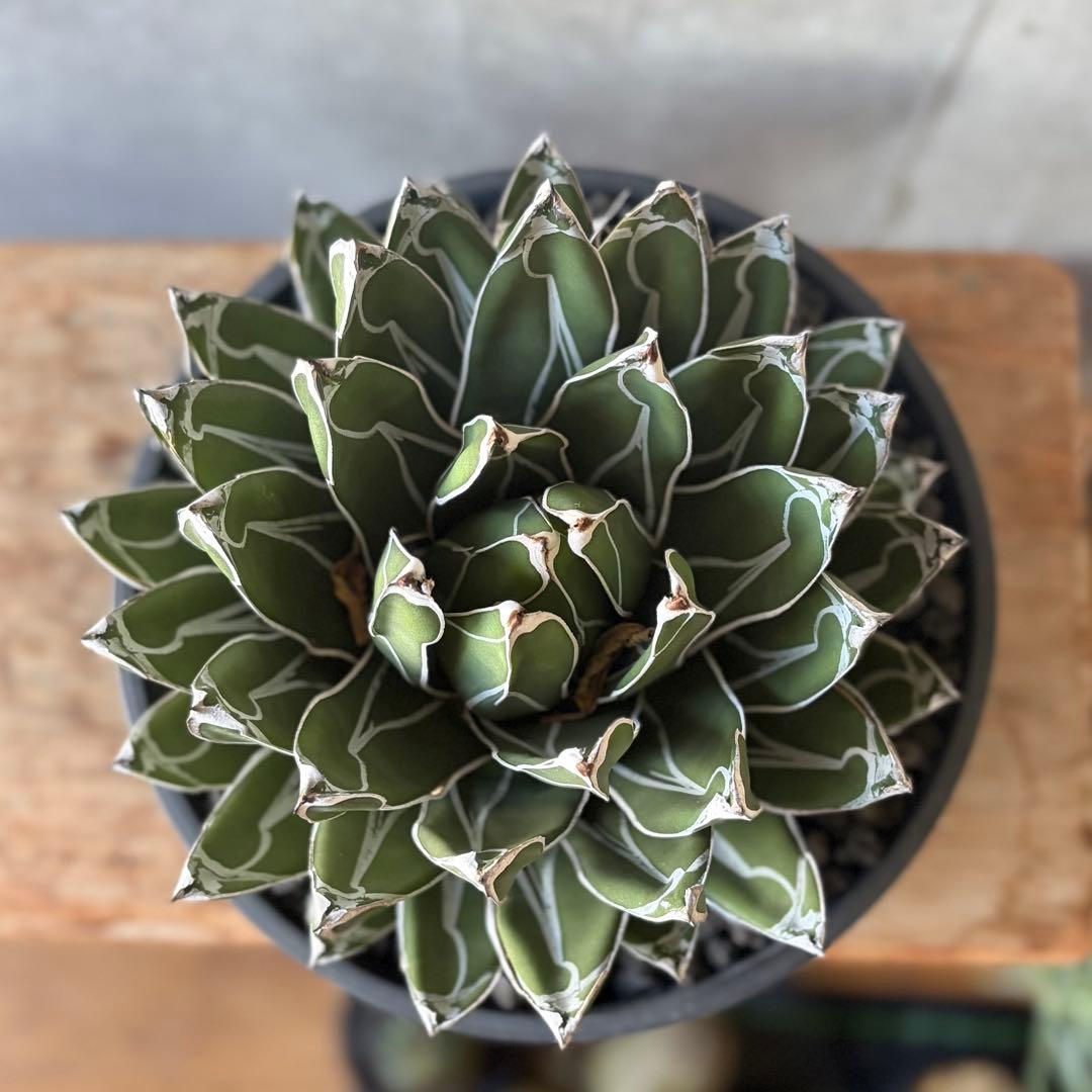 アガベ 児玉姫笹の雪 大株