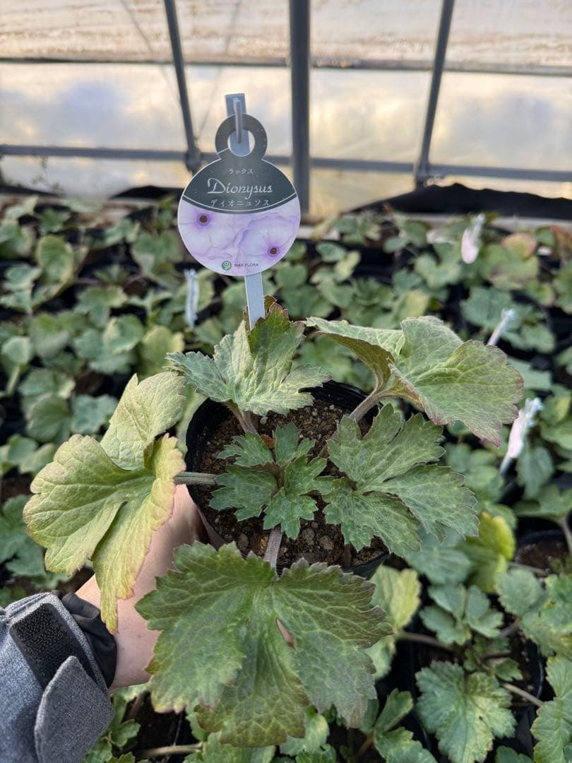 ラナンキュラス・ラックス お好み4ポットセット（全4種）未開花株