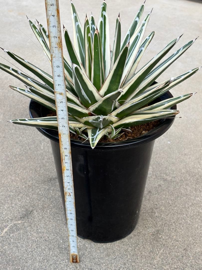 アガベ　氷山　大株