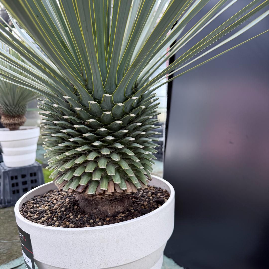 【AL1165】ユッカ　ロストラータ　ホワイト個体【ALBEROホワイト祭り】