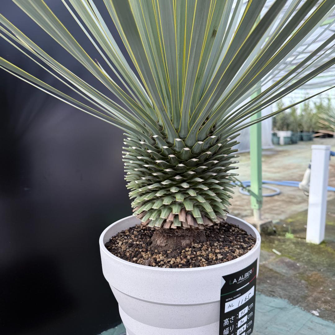 【AL1165】ユッカ　ロストラータ　ホワイト個体【ALBEROホワイト祭り】