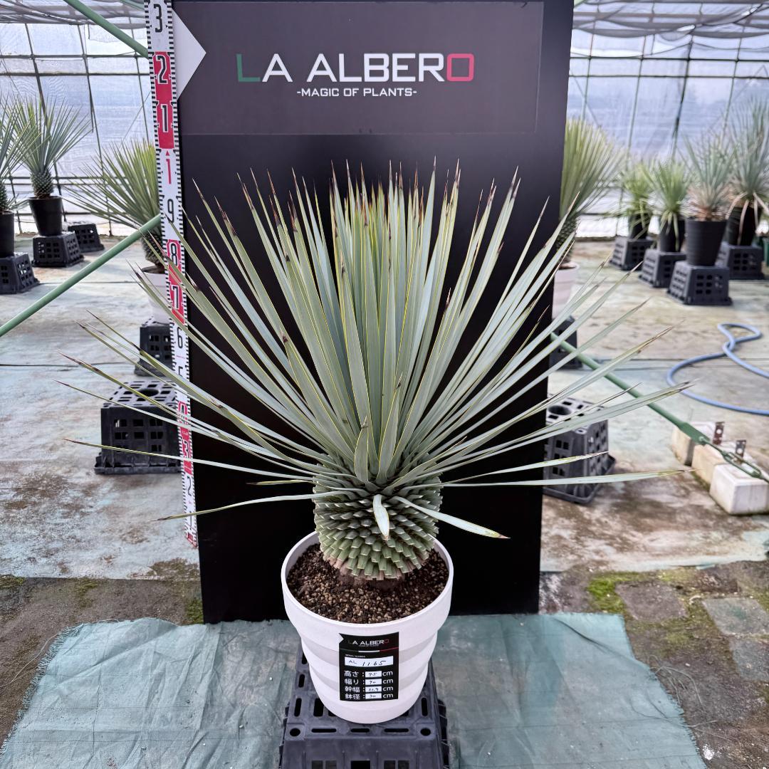【AL1165】ユッカ　ロストラータ　ホワイト個体【ALBEROホワイト祭り】