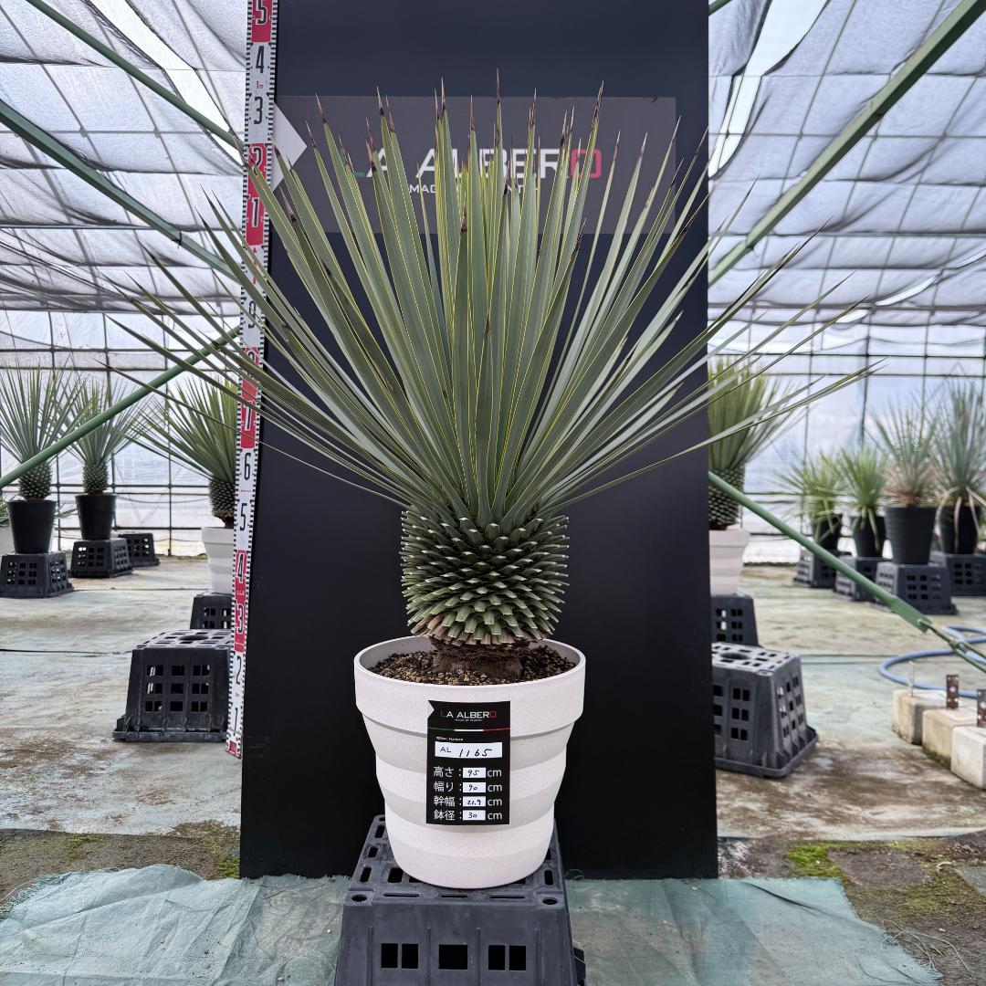 【AL1165】ユッカ　ロストラータ　ホワイト個体【ALBEROホワイト祭り】