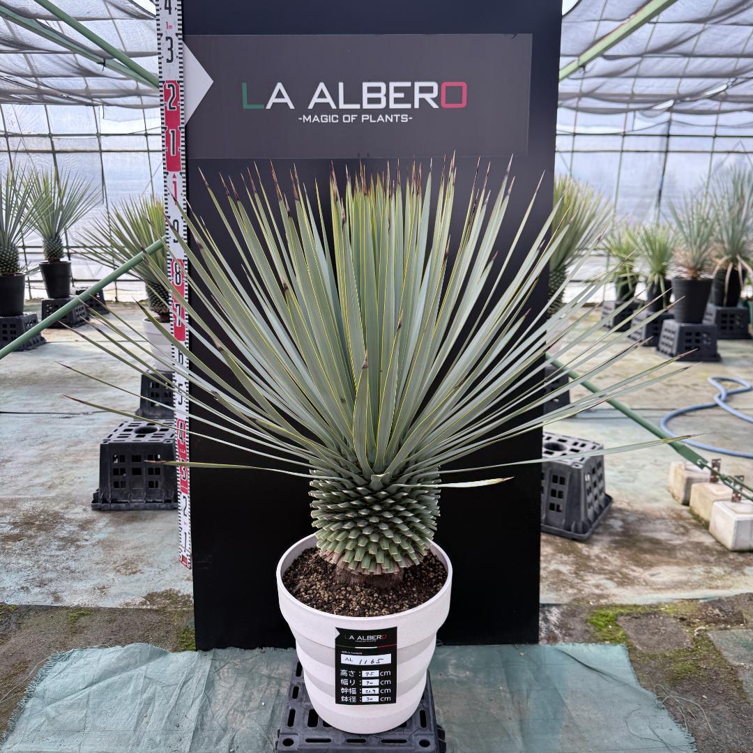 【AL1165】ユッカ　ロストラータ　ホワイト個体【ALBEROホワイト祭り】