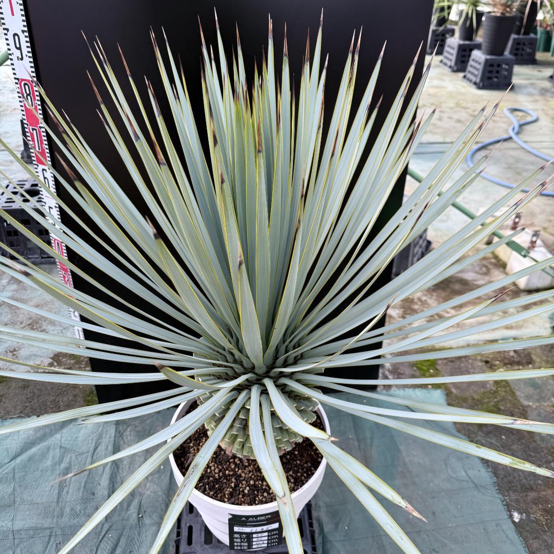 【AL1165】ユッカ　ロストラータ　ホワイト個体【ALBEROホワイト祭り】