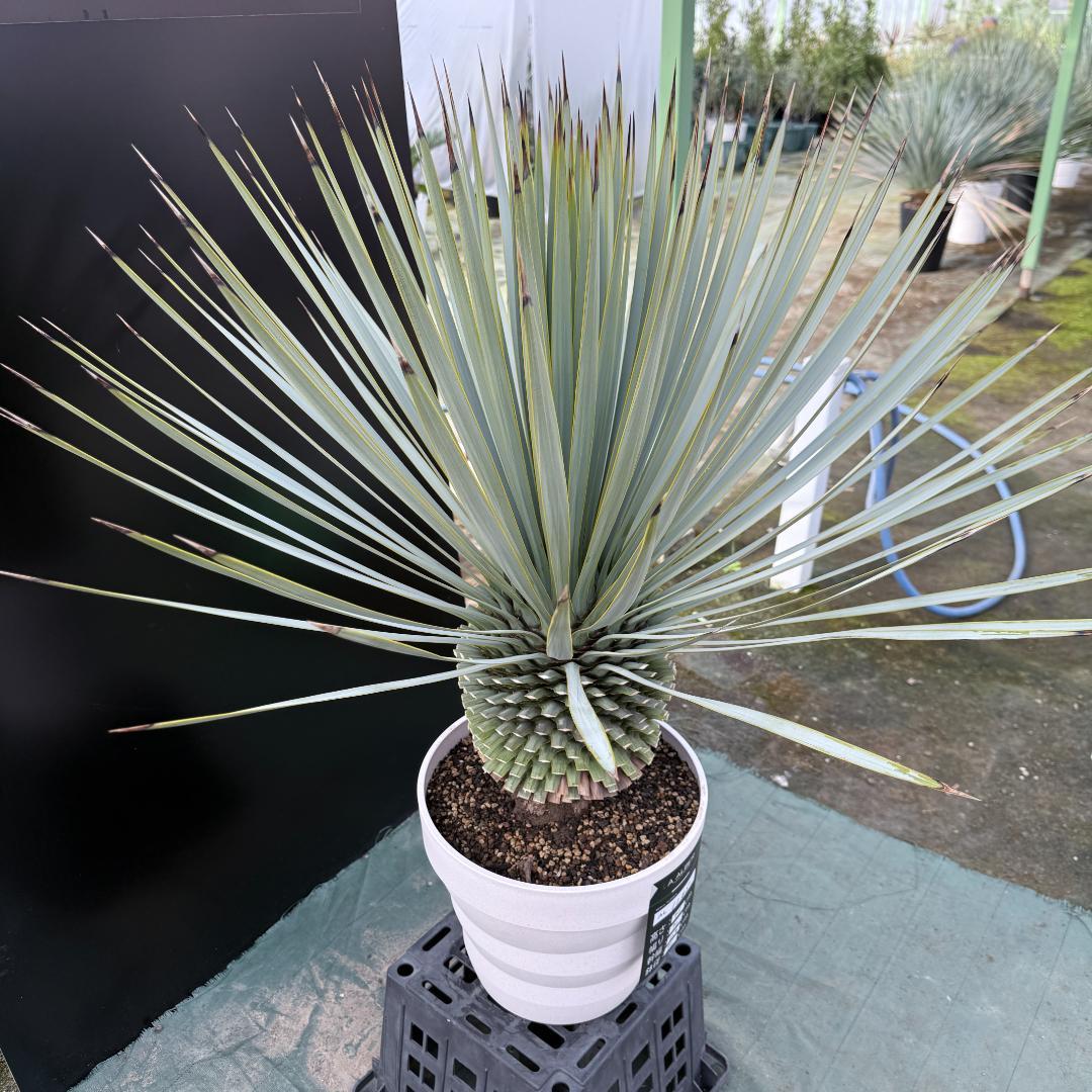 【AL1165】ユッカ　ロストラータ　ホワイト個体【ALBEROホワイト祭り】