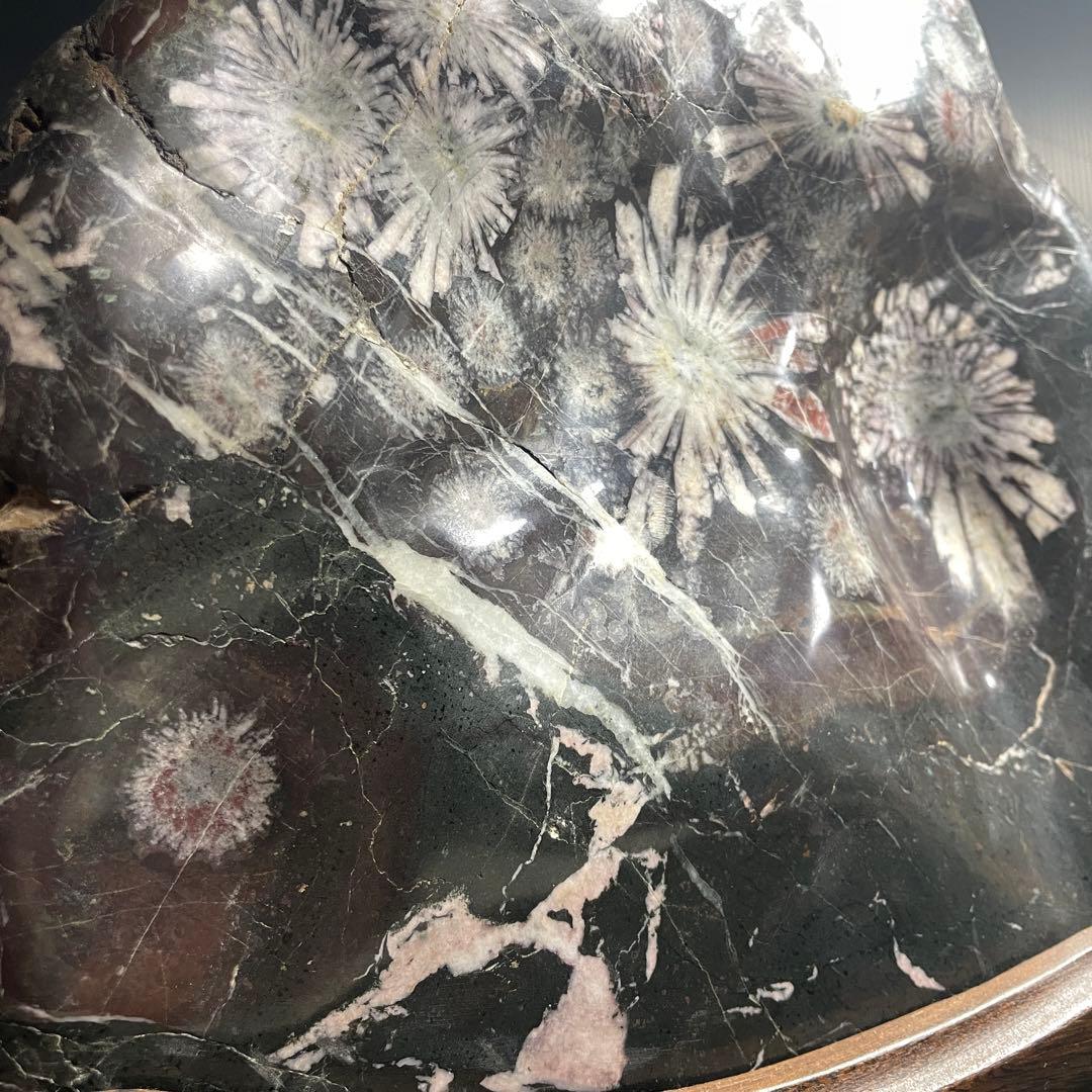 最高峰 根尾谷 菊花石 重量 10.77kg 特大 台座 鑑賞石 盆石 水石 白