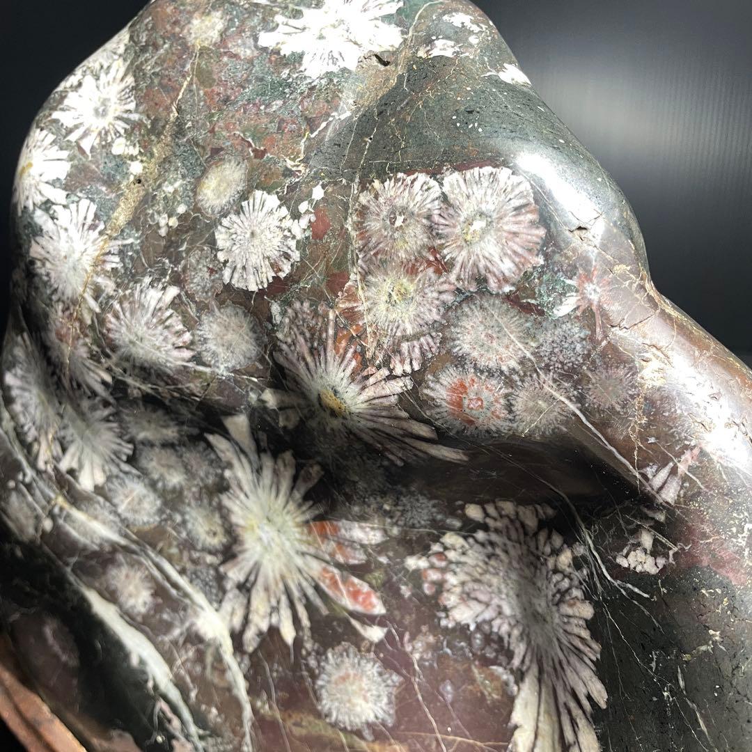 最高峰 根尾谷 菊花石 重量 10.77kg 特大 台座 鑑賞石 盆石 水石 白