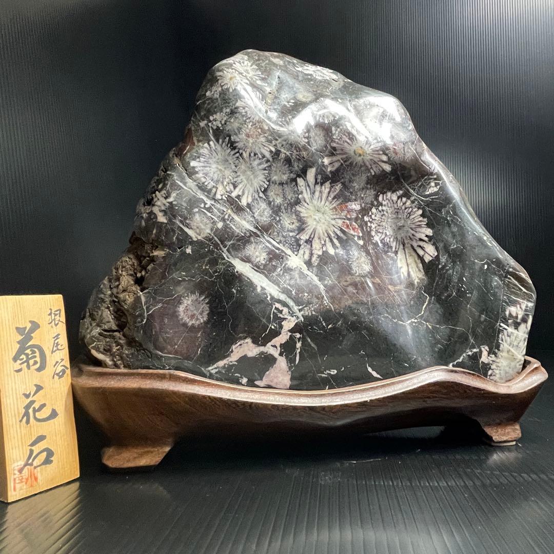 最高峰 根尾谷 菊花石 重量 10.77kg 特大 台座 鑑賞石 盆石 水石 白