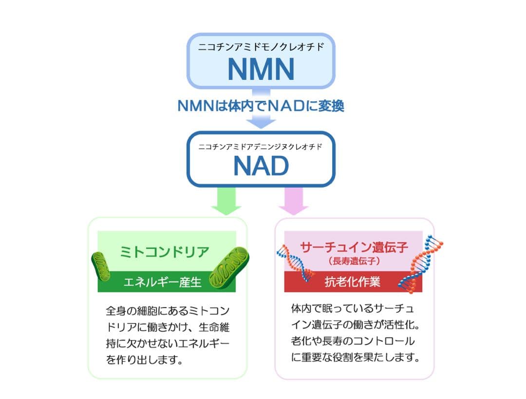 【若返りNMN】定価33000 REVI NMNクリーム
