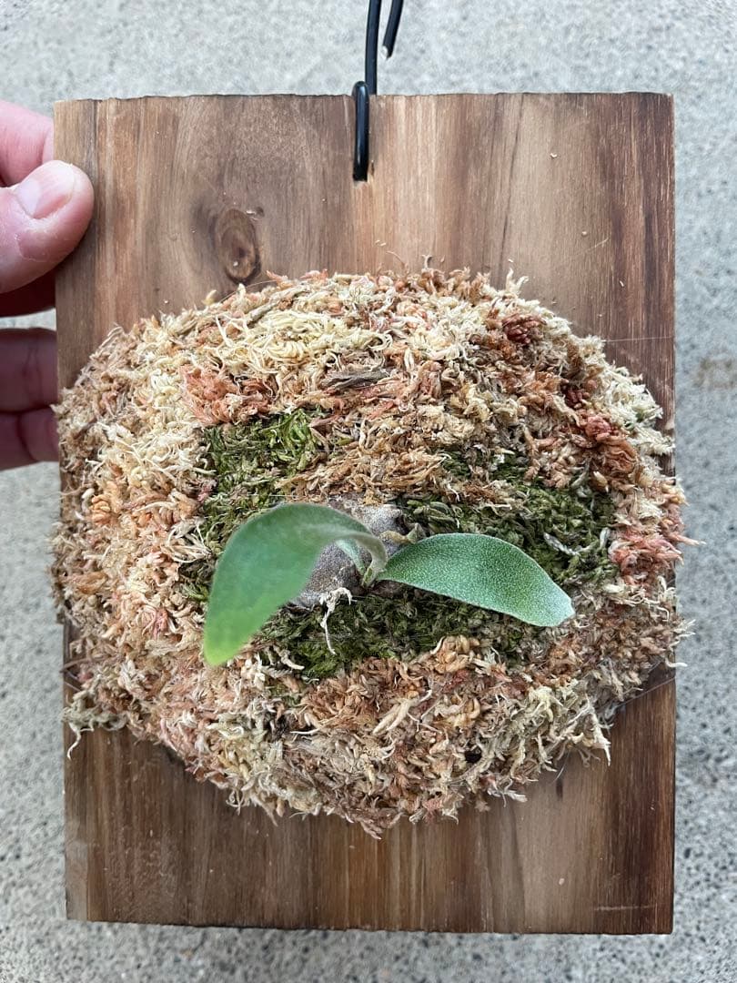 ビカクシダ　veitchii wild Australia 子株　ベイチー