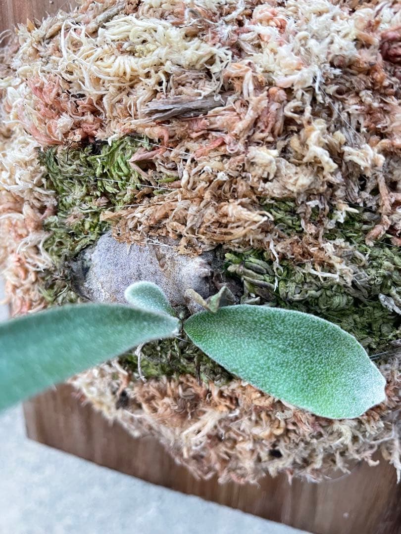 ビカクシダ　veitchii wild Australia 子株　ベイチー