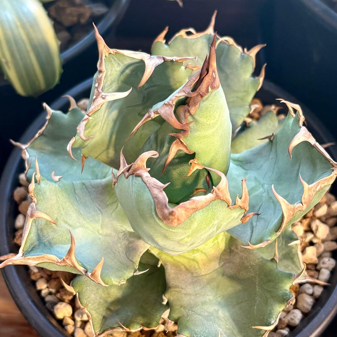 アガベ メキシコ産種子 オテロイ 実生 - メルカリ