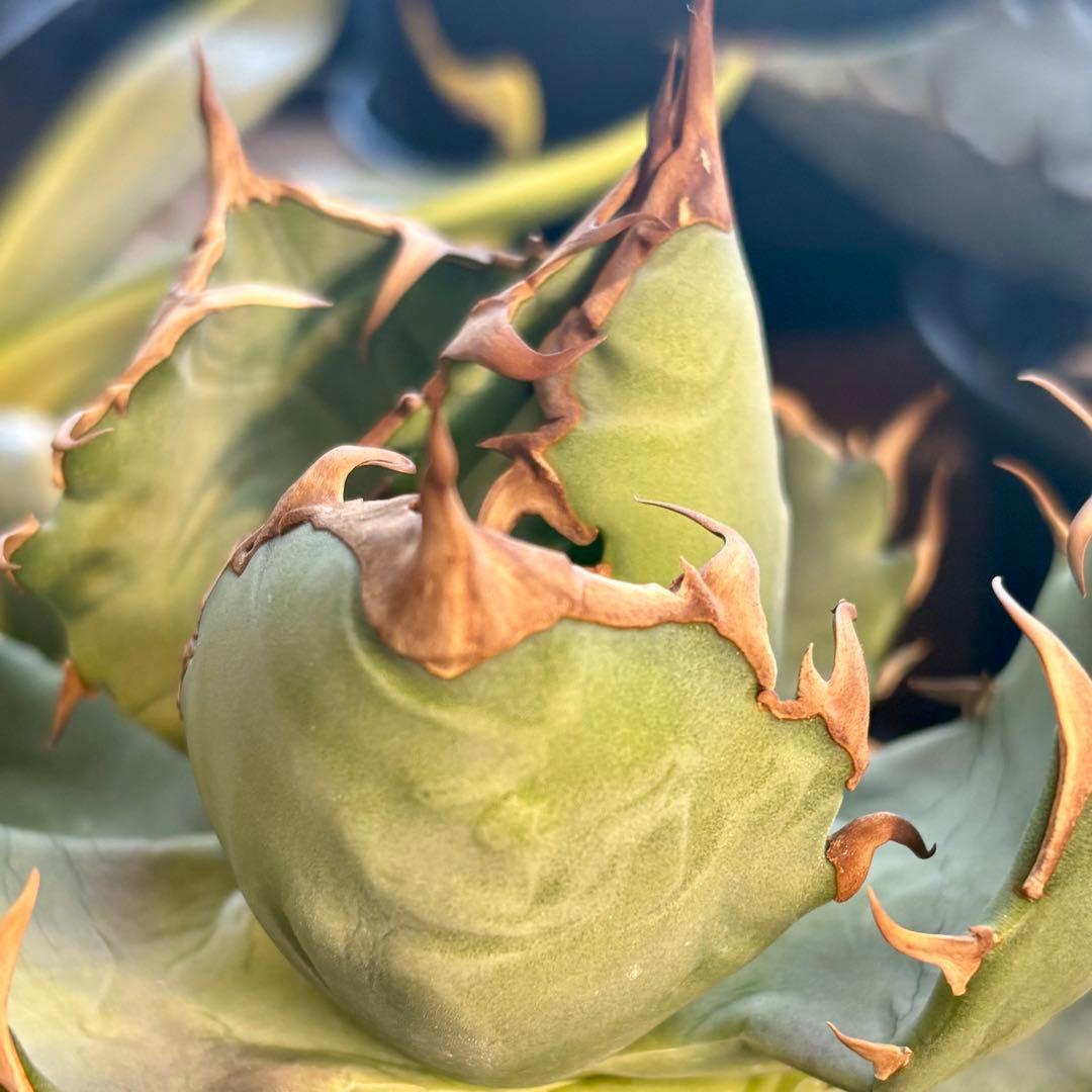 アガベ メキシコ産種子 オテロイ 実生 - メルカリ