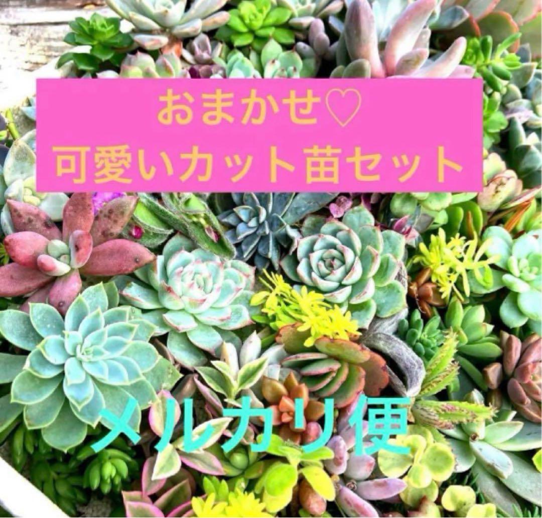 多肉植物♡おまかせカラフル可愛いカット苗セット♡多肉弁当♡メルカリ